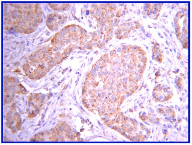 Anti-JAK2 Antibody, clone 8E10.2