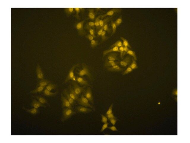 Anti-TRF1 Antibody, clone BED5 57-6