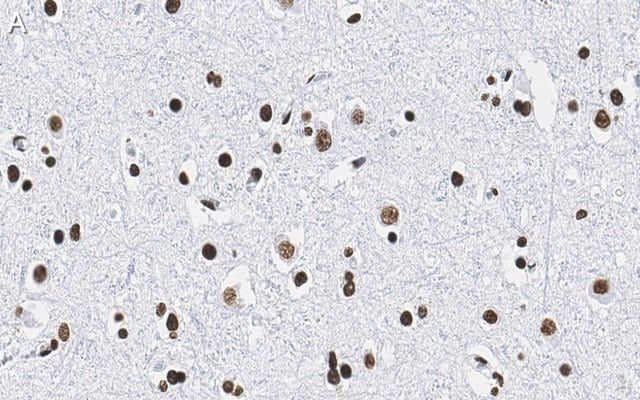 Anti-Histone H2B Antibody, clone 4O11 ZooMAb<sup>®</sup> Rabbit Monoclonal