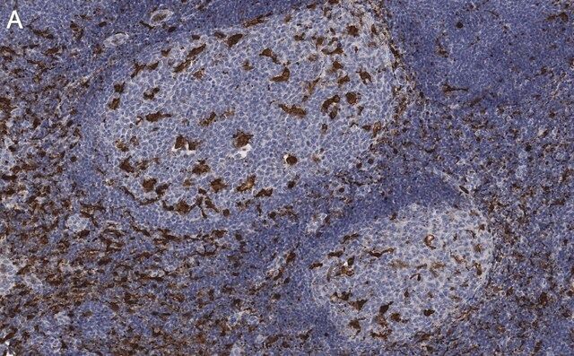 Anti-Iba1/ AIF1 Antibody, clone 20A12.1 ZooMAb<sup>®</sup> Mouse Monoclonal