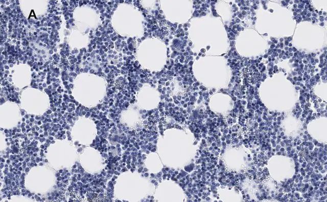 Anti-Iba1/AIF1 Antibody, clone 16B14, ZooMAb<sup>®</sup> Rabbit Monoclonal