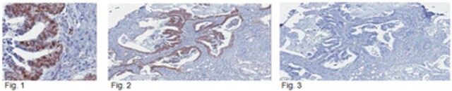 Anti-SIRT1 Antibody, clone 10E4