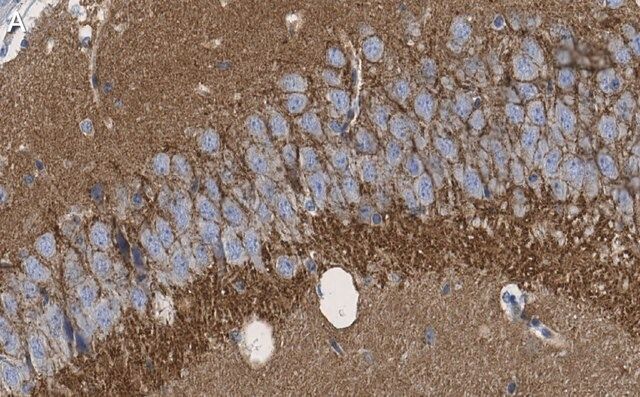 Anti-SV2A Antibody, clone 1I4 ZooMAb<sup>®</sup> Rabbit Monoclonal