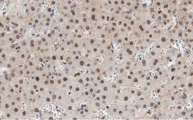 Anti-HNF-4alpha Antibody, clone 4C19 ZooMAb<sup>®</sup> Rabbit Monoclonal