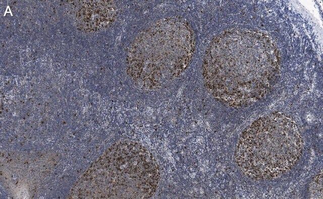 Anti-Cyclin A2 Antibody, clone 2K11 ZooMAb<sup>®</sup> Rabbit Monoclonal