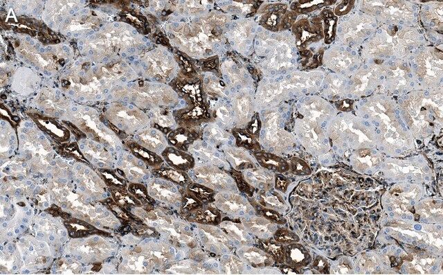 Anti-Filamin A Antibody, clone 1D12 ZooMAb<sup>®</sup> Rabbit Monoclonal