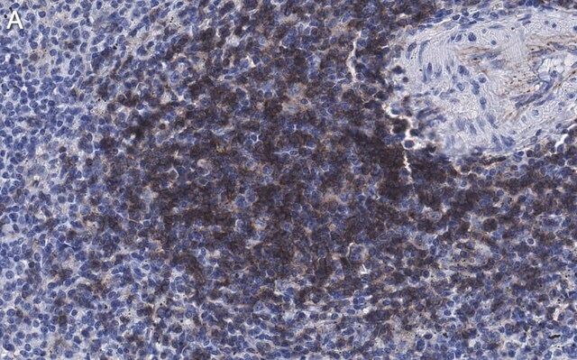Anti-CD4 Antibody, clone 2G19 ZooMAb<sup>®</sup> Rabbit Monoclonal