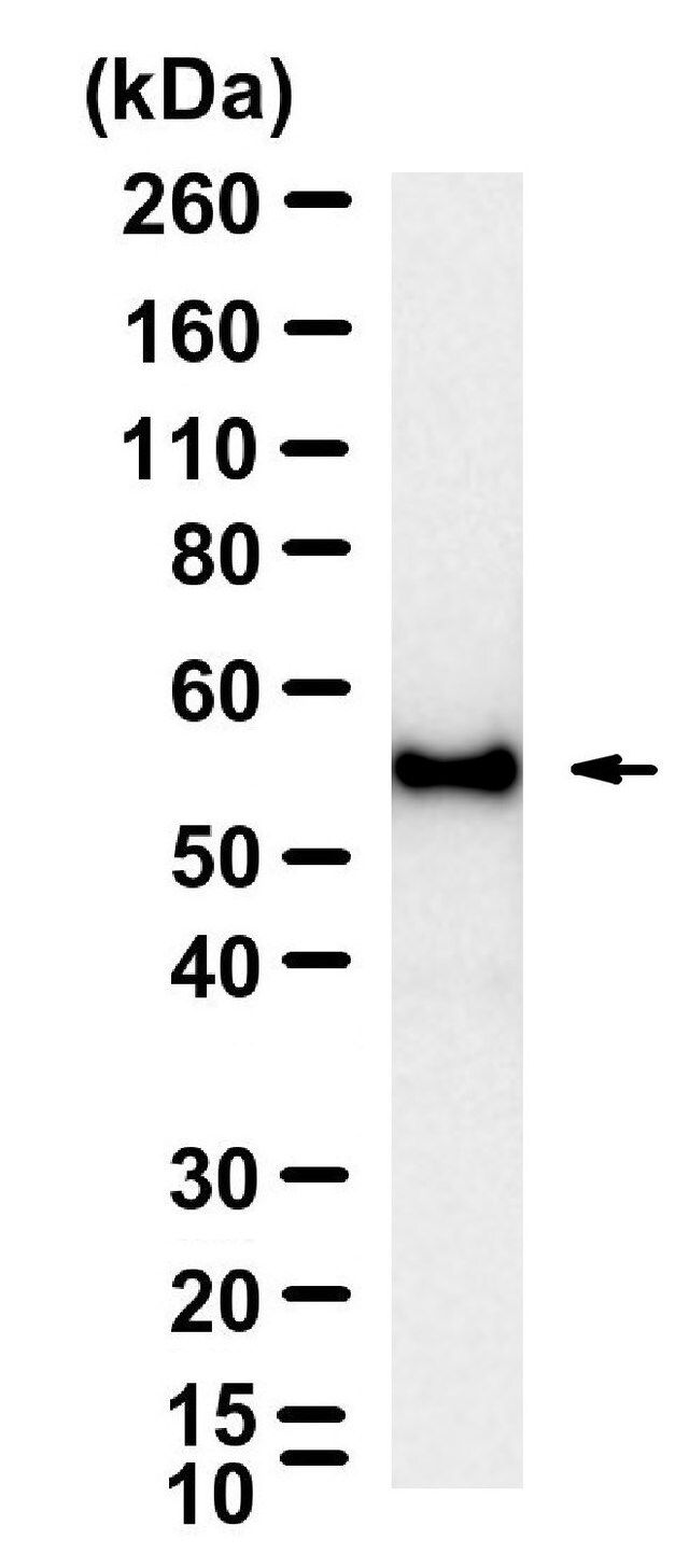Anti-Myc tag Antibody, clone 9E10 ZooMAb<sup>®</sup> Mouse Monoclonal