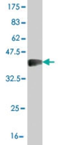 Monoclonal Anti-SLC26A5 antibody produced in mouse