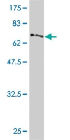 Monoclonal Anti-PDK4 antibody produced in mouse