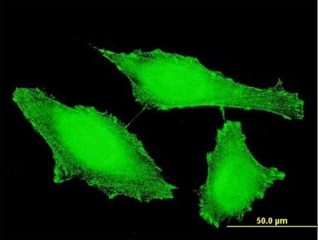 Monoclonal Anti-PTPRE antibody produced in mouse