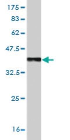Monoclonal Anti-TLR7 antibody produced in mouse