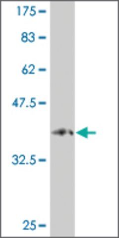Monoclonal Anti-PCDHA9 antibody produced in mouse