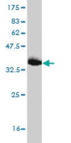 Monoclonal Anti-JPH1 antibody produced in mouse