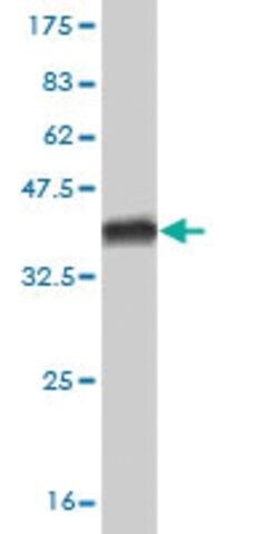 Monoclonal Anti-HAL antibody produced in mouse