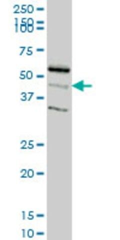 Monoclonal Anti-RAPGEFL1 antibody produced in mouse