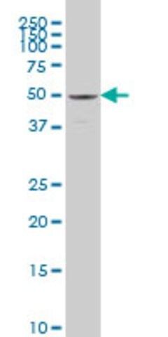 Monoclonal Anti-SAMM50 antibody produced in mouse