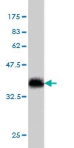 Monoclonal Anti-SLIT3 antibody produced in mouse