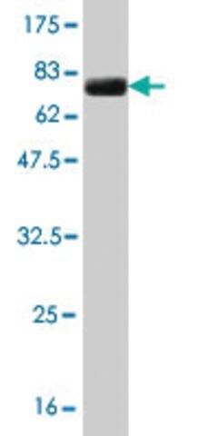Monoclonal Anti-ZNF31 antibody produced in mouse