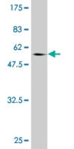 Monoclonal Anti-NCOA5 antibody produced in mouse