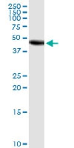 Monoclonal Anti-FUT10 antibody produced in mouse