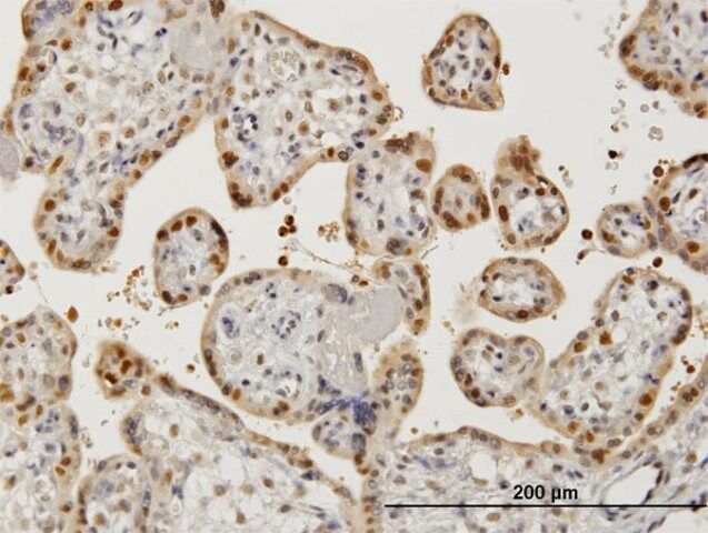Monoclonal Anti-AATF antibody produced in mouse