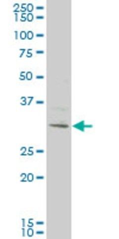 Monoclonal Anti-KCTD4 antibody produced in mouse