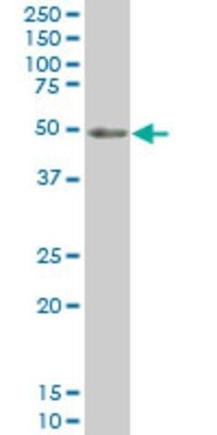 Monoclonal Anti-PKNOX1 antibody produced in mouse