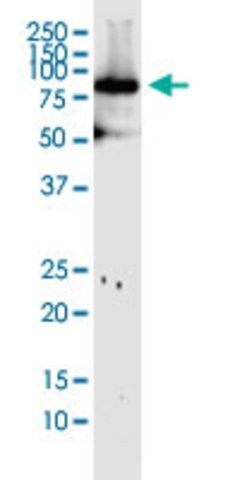 Monoclonal Anti-MFN1 antibody produced in mouse