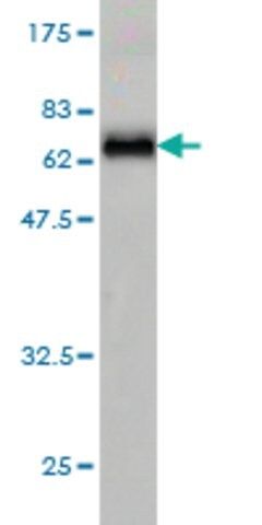 Monoclonal Anti-HELLS antibody produced in mouse