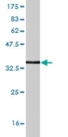 Monoclonal Anti-ZNF167 antibody produced in mouse