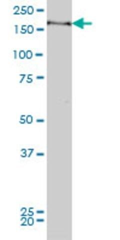 Monoclonal Anti-MYPN antibody produced in mouse