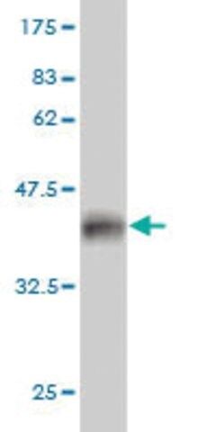 Monoclonal Anti-PFN2 antibody produced in mouse