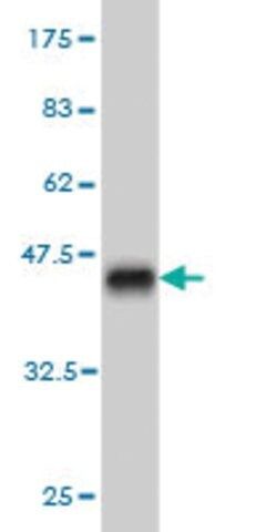 Monoclonal Anti-HELZ antibody produced in mouse