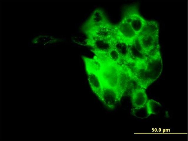 Monoclonal Anti-SYT4 antibody produced in mouse