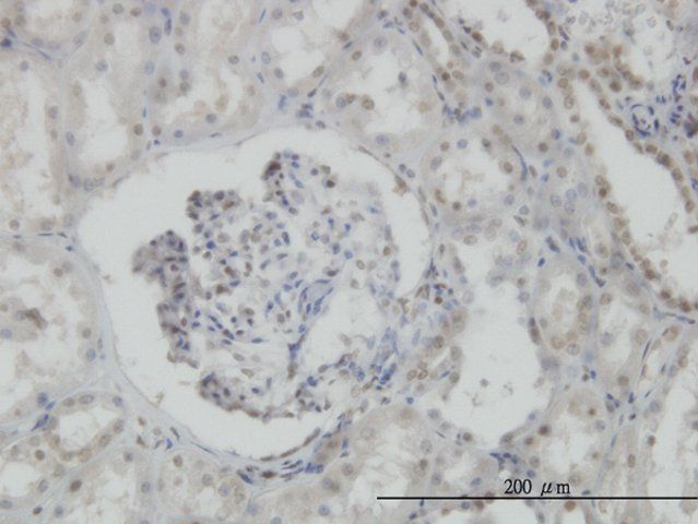 Monoclonal Anti-MPG antibody produced in mouse