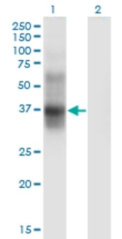 Monoclonal Anti-IL2RA antibody produced in mouse