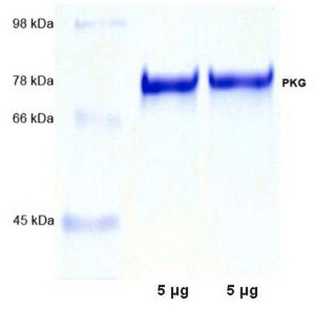 PKG, Iα, Bovine Lung