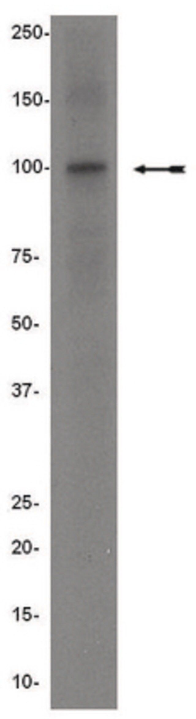 Anti-Ago family Antibody
