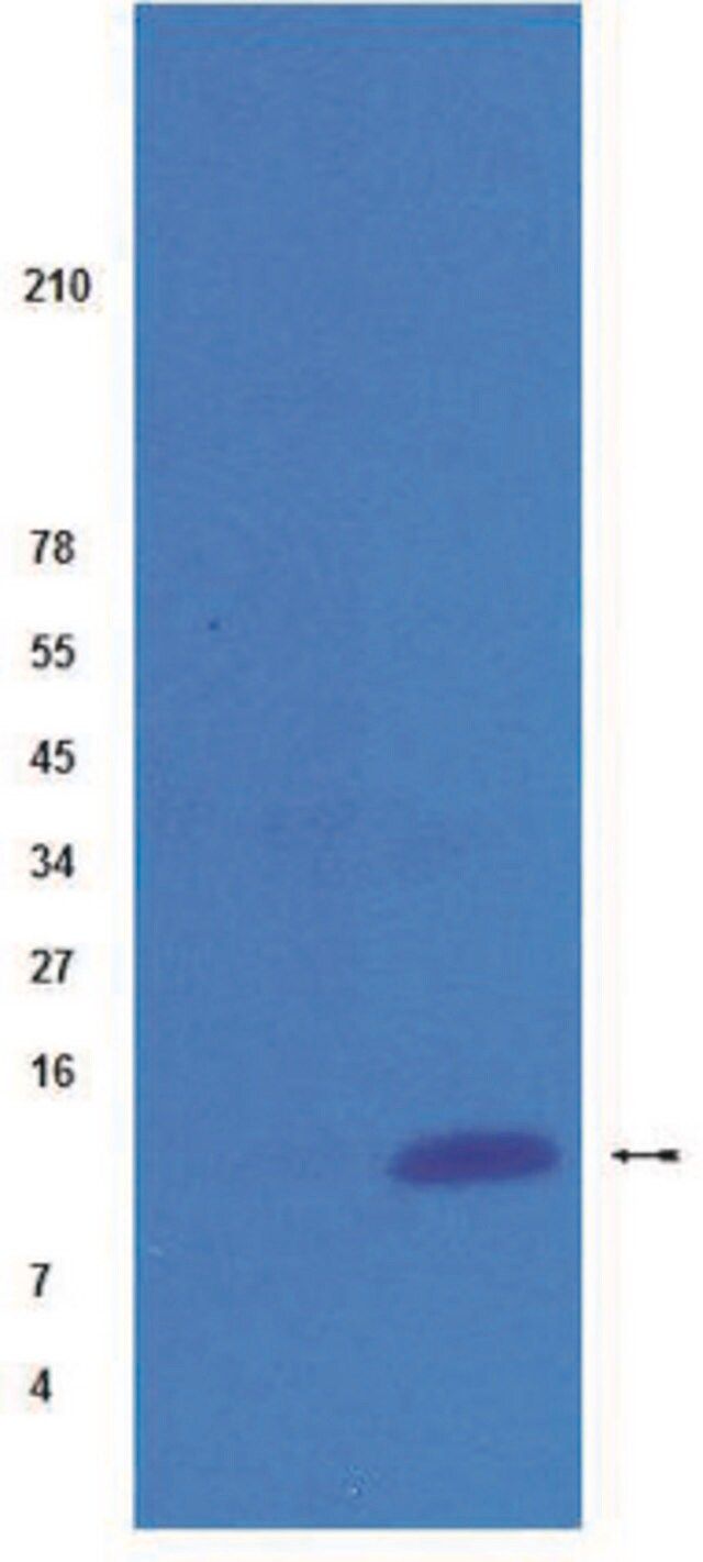 Anti-acetyl-Histone H4 Antibody, pan (Lys 5,8,12), rabbit monoclonal