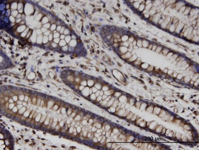 Monoclonal Anti-TUBB antibody produced in mouse
