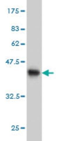 Monoclonal Anti-YWHAH antibody produced in mouse