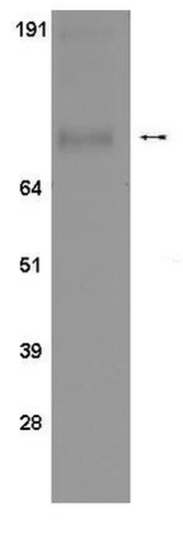 Anti-phospho-STAT1 (Ser 727) Antibody, clone 12C5