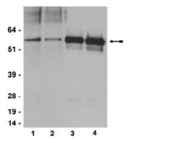 Anti-phospho-Src family (Tyr416) Antibody, clone 2N8, rabbit monoclonal