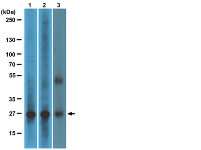 Anti-RalB Antibody, clone 25