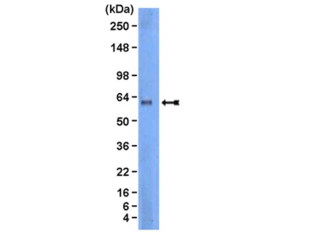 Anti-Lyn Antibody, clone 10A6.2