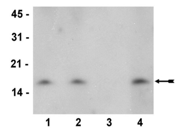 Anti-dimethyl-Histone H3 (Lys27) Antibody, clone 614M, rabbit monoclonal