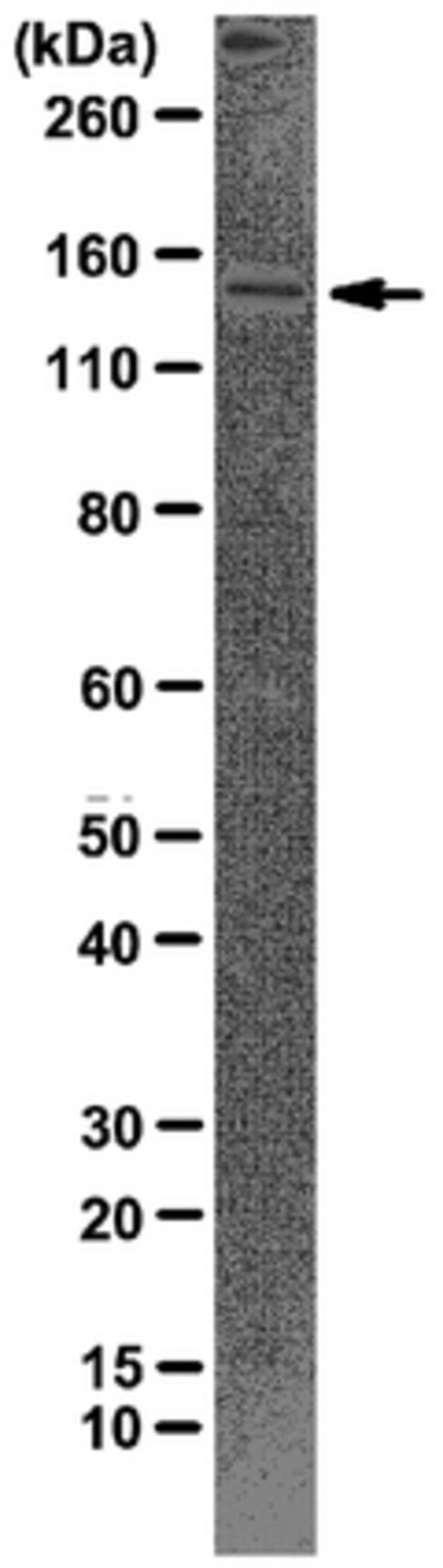 Anti-CTCF Antibody, clone 1.2.1.5.4
