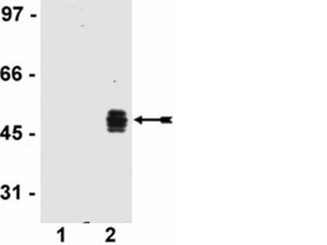 Anti-HA Tag Antibody, clone DW2, rabbit monoclonal