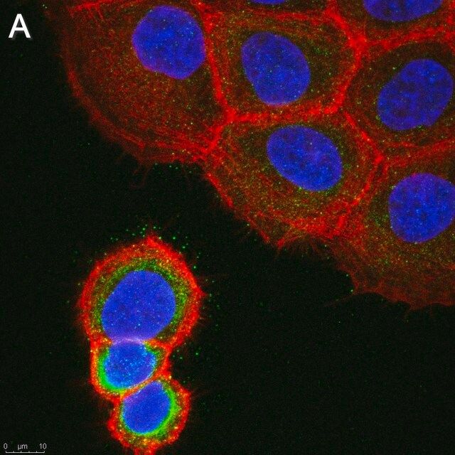 Anti-ASTN2 Antibody, clone 2E8 ZooMAb<sup>®</sup> Rabbit Monoclonal